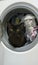 Kitten in the washing machine