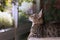 Kitten watching birds and plants from his balcony