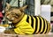 Kitten wearing a black and yellow Pullover