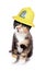 Kitten wearing a firemans helmet studio