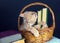 Kitten wearing glasses, sitting in a basket with books