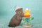 Kitten wearing pink birthday hat standing next to yellow cupcake on light blue background