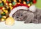 Kitten wearing Santa\'s hat