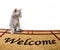 Kitten and welcome mat