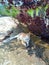 Kitten whisker plant shelter give peaceful