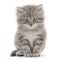 Kitten on a white background