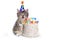 Kitten on White With Birthday Cake Celebration