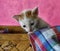 Kitten in a wooden basket, pink background