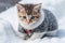 Kitten in woollen dress in the snow
