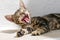 Kitten yawning with mouth wide open