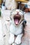 Kitten yawning - Tabby kitty cat lying on the floor playing and yawn