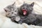 Kitten yawns with open mouth in the morning. Couple fluffy kitten portrait relaxing on white blanket. Adorable cats in love