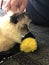 Kitten with yellow toy