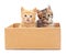 Kittens in the box.