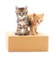 Kittens on the box.