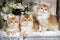 Kittens breed British shorthair with green eyes. Three kittens Golden Chinchilla color. Group portrait