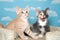 Kittens on carpet post sky background