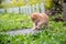 Kittens, cats are playing ball or soccer in the field. Ready for the World Cup