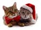 Kittens in Christmas hat