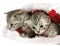 Kittens in Christmas hat
