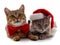 Kittens in Christmas hats