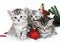 Kittens, Christmas holiday, red Christmas balls toys