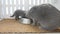 Kittens eating pet food with mother cat