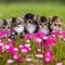 kittens in a flower meadow