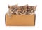 Kittens in gift box.