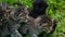Kittens group in grass.kitten faces.Fluffy little kittens