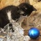 Kittens looking Christmas ball