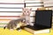 Kittens at miniature computer