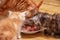 The kittens and the mommy cat Maine Coon eating cat food pate for kittens