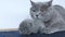 Kittens and mother sleeping on a blue rug