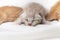 Kittens newborn sleeping on white carpet