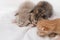Kittens newborn sleeping on white carpet