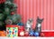 Kittens next to christmas tree with presents and ornaments