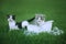 Kittens Outdoors in a Green Meadow of Grass