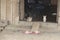 Kittens outside a wooden house in a Cambodian village