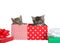 Kittens peaking out of Christmas presents, isolated