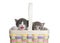 Kittens peaking over side of Easter Basket