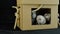 Kittens play with a cardboard box
