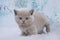 Kittens play in the snowy woods