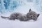 Kittens play in the snowy woods