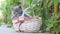 Kittens playing in a basket out in the yard