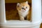 Kittens are playing in the cat toilet, playing naughty in the cat litter box, learning to pee and poop. The golden-haired British
