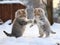 kittens that are playing in the snowy yard