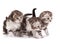 Kittens plays on a white background