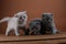 Kittens portrait sitting on a wooden background, isolated