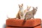 Kittens sitting and looking on orange fabric sofa